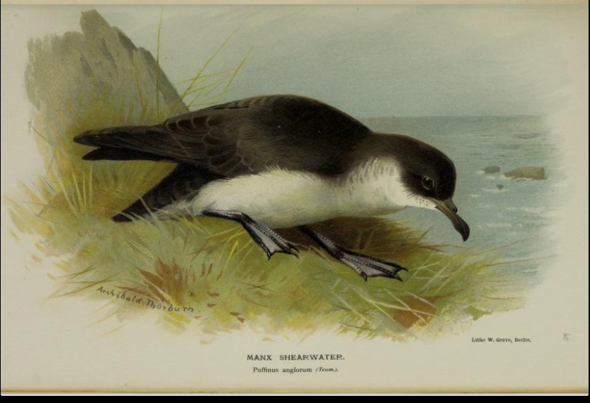 manx shearwater from Coloured Figures